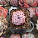 Echeveria sp. 1" Succulent Plant Cutting