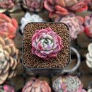 Echeveria 'Cotton Candy' 1" Changhee Hybrid Succulent Plant Cutting