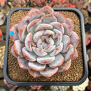 Echeveria 'Orange Monroe' 3" Succulent Plant Cutting