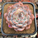 Echeveria 'Orange Monroe' 3" Succulent Plant Cutting