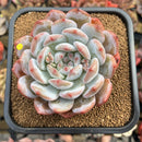 Echeveria 'Orange Monroe' 3" Succulent Plant Cutting