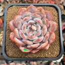 Echeveria 'Orange Monroe' 3" Succulent Plant Cutting