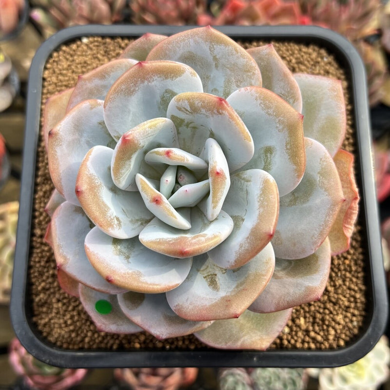 cream tea succulent Echeveria 'Cream Tea' 3" Succulent Plant Cutting