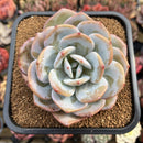 Echeveria 'Cream Tea' 3" Succulent Plant Cutting
