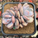 Graptoveria 'Lalla' 3" Cluster Succulent Plant Cutting