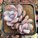 Graptoveria 'Lalla' 3" Cluster Succulent Plant Cutting