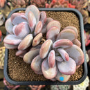 Graptoveria 'Lalla' 3" Cluster Succulent Plant Cutting