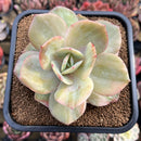 Echeveria 'Hakuhou' Variegated 4" Succulent Plant