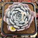 Echeveria 'Ivory' (Sanga) 4" Large Succulent Plant Cutting