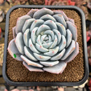 Echeveria 'Ivory' (Sanga) 4" Large Succulent Plant Cutting