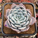 Echeveria 'Ivory' (Sanga) 4" Large Succulent Plant Cutting