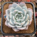 Echeveria 'Ivory' (Sanga) 4" Large Succulent Plant Cutting