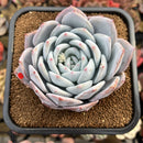 Echeveria 'Ivory' (Sanga) 4" Large Succulent Plant Cutting