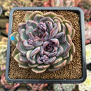 Echeveria 'Boracay' 3" Succulent Plant Cutting