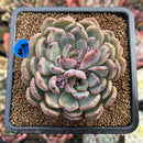 Echeveria 'Boracay' 3" Succulent Plant Cutting