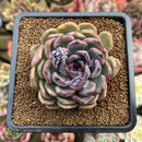 Echeveria 'Boracay' 3" Succulent Plant Cutting