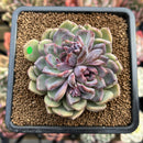 Echeveria 'Boracay' 3" Succulent Plant Cutting