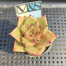 Echeveria Agavoides 'Adrian' 2" Mam&Sister Farm Original Japanese Hybrid Succulent Plant