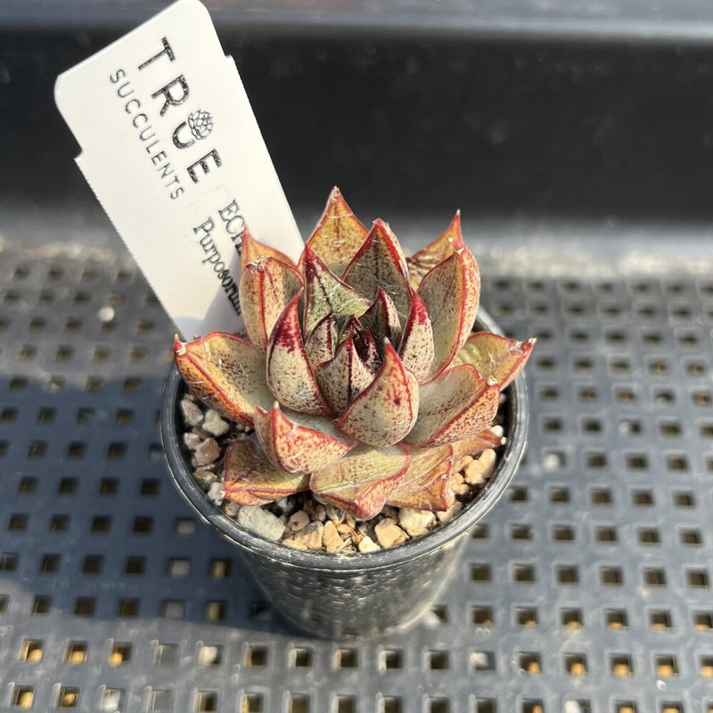 Echeveria Purposorum 1