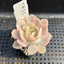Echeveria Runyonii Variegated (Aka Echeveria 'Akaihosi' Variegated) 2" Succulent Plant