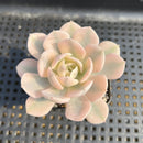 Echeveria Runyonii Variegated (Aka Echeveria 'Akaihosi' Variegated) 2" Succulent Plant