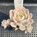 Echeveria Runyonii Variegated (Aka Echeveria 'Akaihosi' Variegated) 2" Succulent Plant