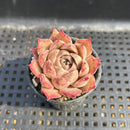 Echeveria sp. 1"-2" Succulent Plant