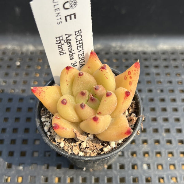 Echeveria Agavoides 'Maria' Hybrid 1"-2" Succulent Plant