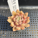 Echeveria 'Jelly Jam' 2" Succulent Plant