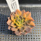 Echeveria 'Black Prince' Variegated 2" Succulent Plant