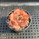 Echeveria Agavoides sp. 1"-2" Succulent Plant