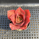 Echeveria 'Wave' 1"-2" Succulent Plant