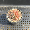Echeveria Agavoides sp. 1"-2" Succulent Plant