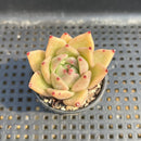 Echeveria Agavoides sp. 1"-2" Succulent Plant