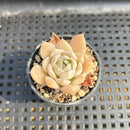 Echeveria sp. 1"-2" Succulent Plant