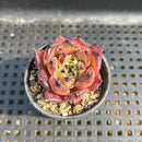 Echeveria 'Sarabony' Hybrid Exceptional Clone 2" Succulent Plant