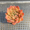 Echeveria 'Elizabeth' 2" Succulent Plant