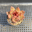 Echeveria sp. 2" Succulent Plant