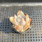 Echeveria Colorata Hybrid 1"-2" Succulent Plant Cutting