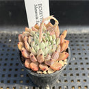 Echeveria Zaragoza 2" Succulent Plant