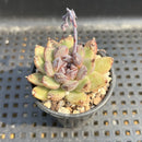 Echeveria 'Red Crystal' x 'Black Rose' 1"-2" Succulent Plant