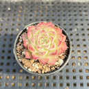 Echeveria sp. 1'-2" Succulent Plant