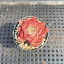 Echeveria sp. 1"-2" Succulent Plant