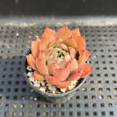 Echeveria sp. 1"-2" Succulent Plant