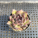 Echeveria 'Black Bear' 2" Succulent Plant Cutting