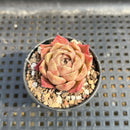 Echeveria sp. 1"-2" Succulent Plant