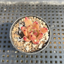 Echeveria Agavoides sp. 1" Succulent Plant
