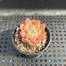 Echeveria sp. 1"-2" Succulent Plant