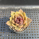 Echeveria sp. 1"-2" Succulent Plant
