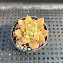 Echeveria sp. 1" Succulent Plant